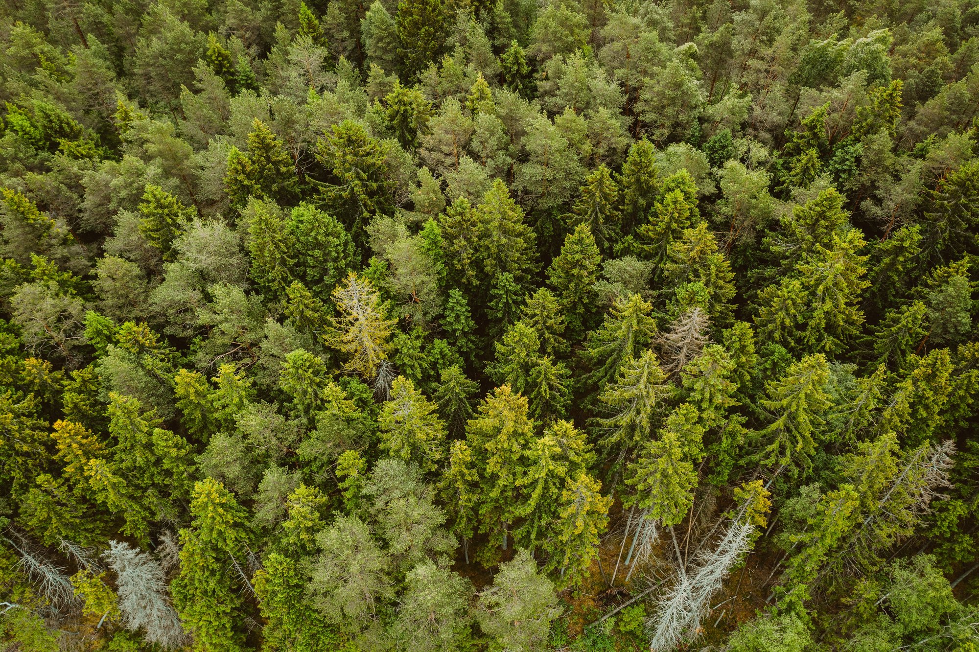 aerial-shot-forest-with-lot-tall-green-trees