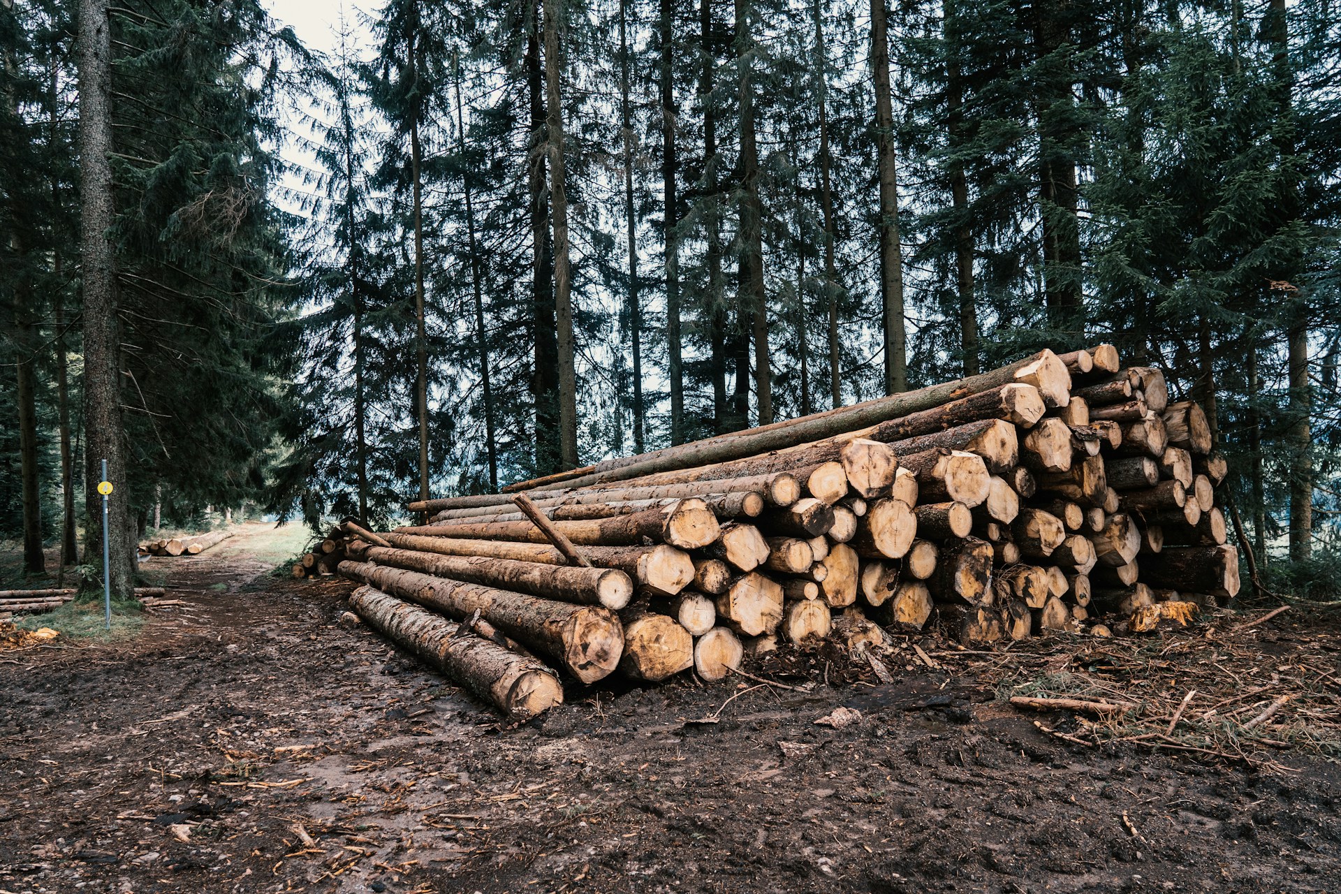 7 Signs Your Timber Procurement Process Has Outgrown Spreadsheets